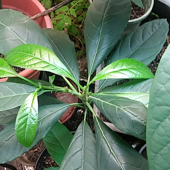 Avocado - Picture 4 of 10